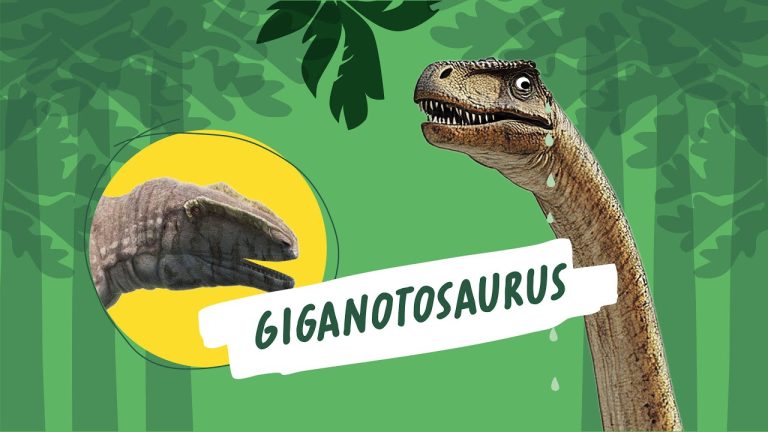 Giganotosaurus carolinii